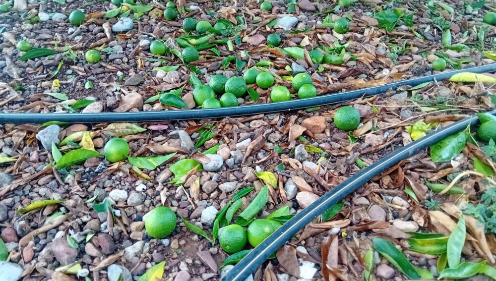 La DANA deja más de 29 millones en pérdidas y arrasa 8.000 hectáreas agrícolas en Castellón y Valencia