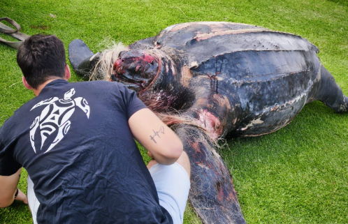 Encuentran sin vida en El Saler a una de las tortugas más grandes del mundo Encuentran sin vida en El Saler a una de las tortugas más grandes del mundo