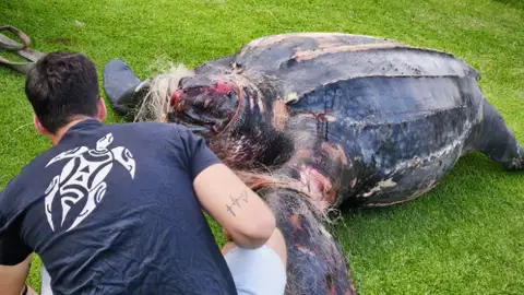 Tortuga sin vida Tortuga sin vida