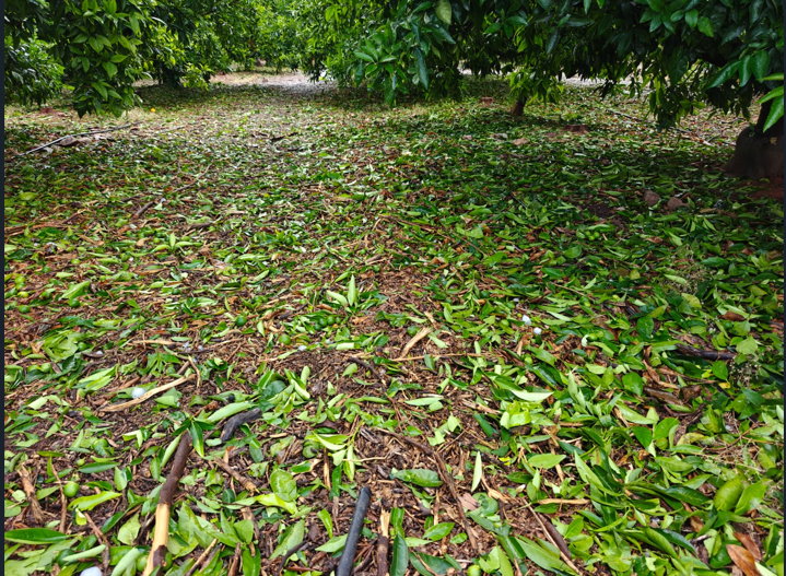 La DANA deja más de 29 millones en pérdidas y arrasa 8.000 hectáreas agrícolas en Castellón y Valencia La DANA deja más de 29 millones en pérdidas y arrasa 8.000 hectáreas agrícolas en Castellón y Valencia