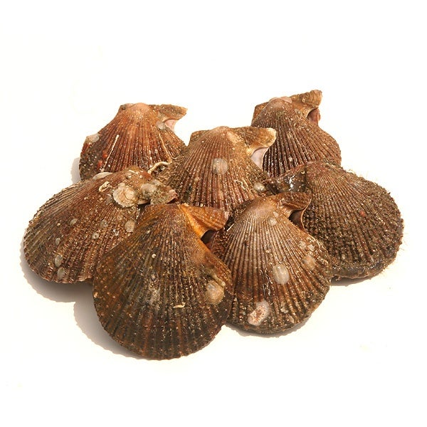 Vuelve la zamburiña de Ferrol Vuelve la zamburiña de Ferrol