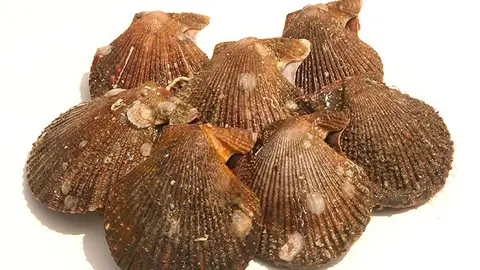 Zamburiña de Barallobre Zamburiña de Barallobre