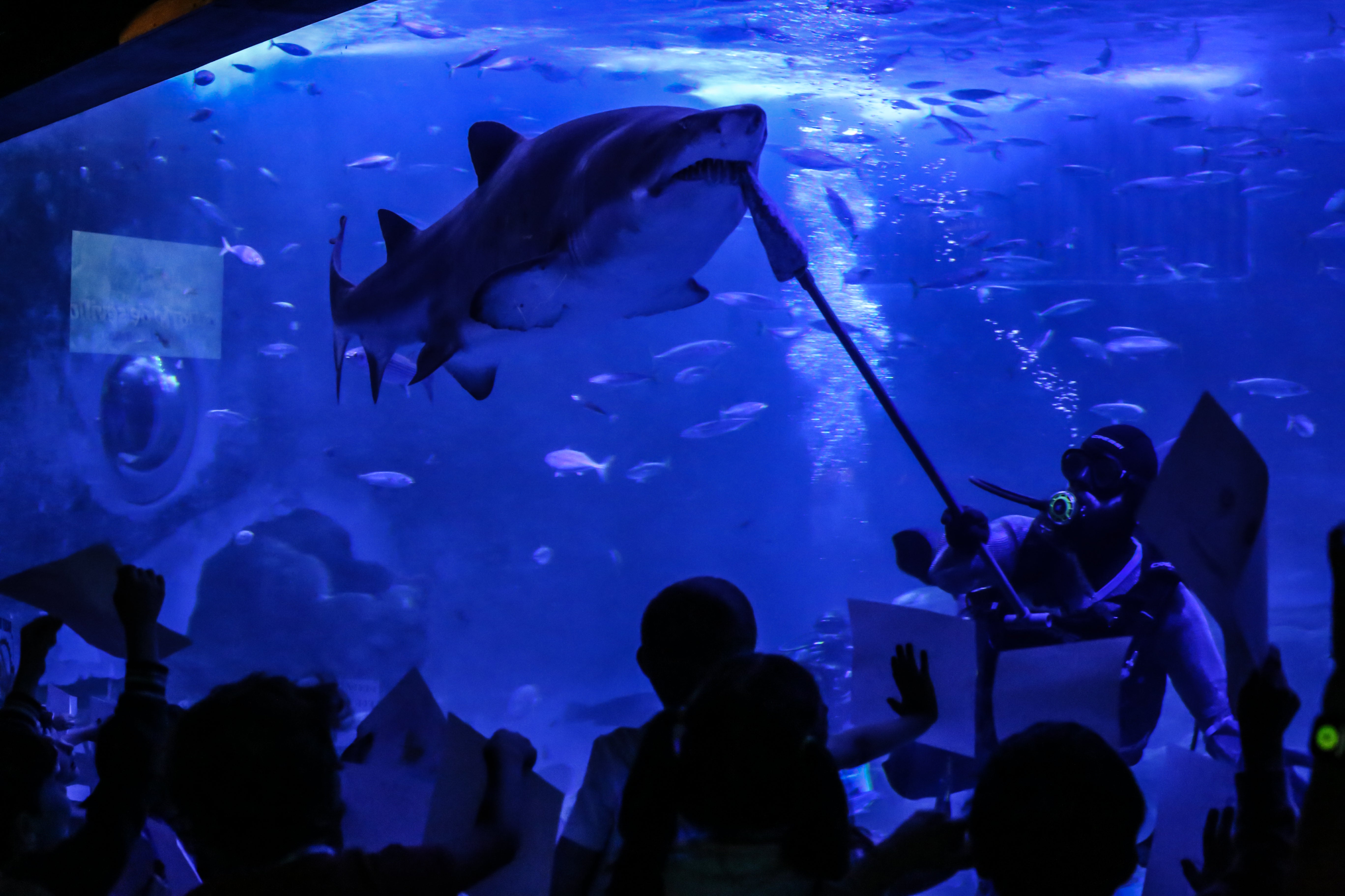 Actividades de verano en Acuario de Sevilla Actividades de verano en Acuario de Sevilla