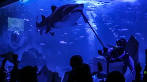 Actividades de verano en Acuario de Sevilla Actividades de verano en Acuario de Sevilla