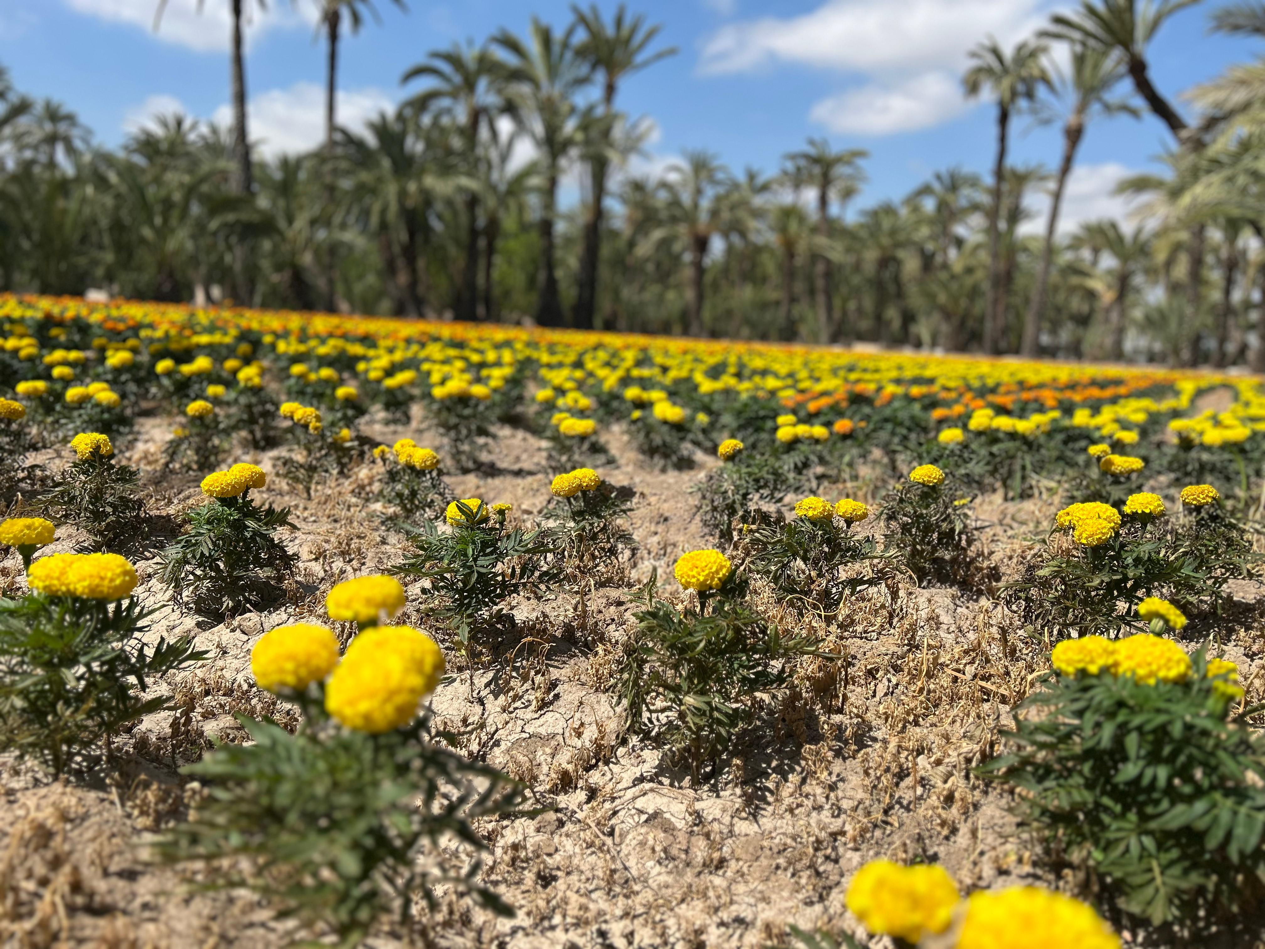Las nubes desparecen y el sol ofrece una nueva jornada veraniega en Elche, Crevillent y Santa Pola Las nubes desparecen y el sol ofrece una nueva jornada veraniega en Elche, Crevillent y Santa Pola