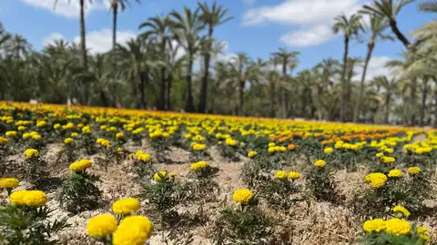 Huerto de palmeras de Elche con plantación de tagetes. Huerto de palmeras de Elche con plantación de tagetes.