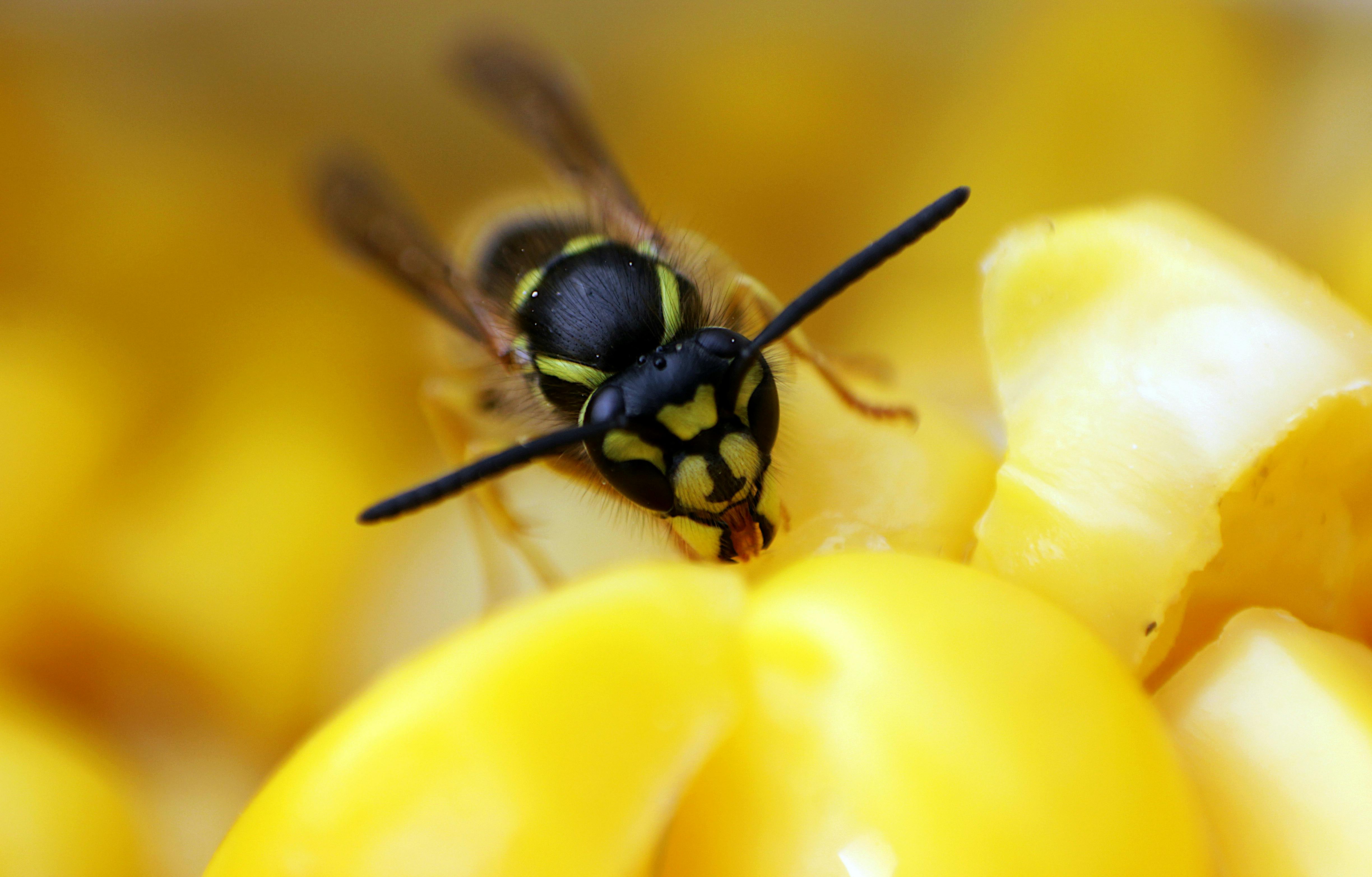 Las avispas pican más en verano: qué hacer y cuándo acudir al médico Las avispas pican más en verano: qué hacer y cuándo acudir al médico