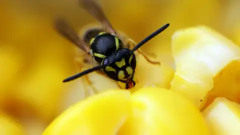 Las avispas pican más en verano: qué hacer y cuándo acudir al médico Las avispas pican más en verano: qué hacer y cuándo acudir al médico