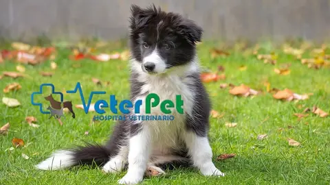 Ángel Osuna nos cuenta hoy su experiencia en el pre adiestramiento de una border collie de tres meses con "mucho carácter" Ángel Osuna nos cuenta hoy su experiencia en el pre adiestramiento de una border collie de tres meses con "mucho carácter"