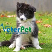 Ángel Osuna nos cuenta hoy su experiencia en el pre adiestramiento de una border collie de tres meses con "mucho carácter" Ángel Osuna nos cuenta hoy su experiencia en el pre adiestramiento de una border collie de tres meses con "mucho carácter"