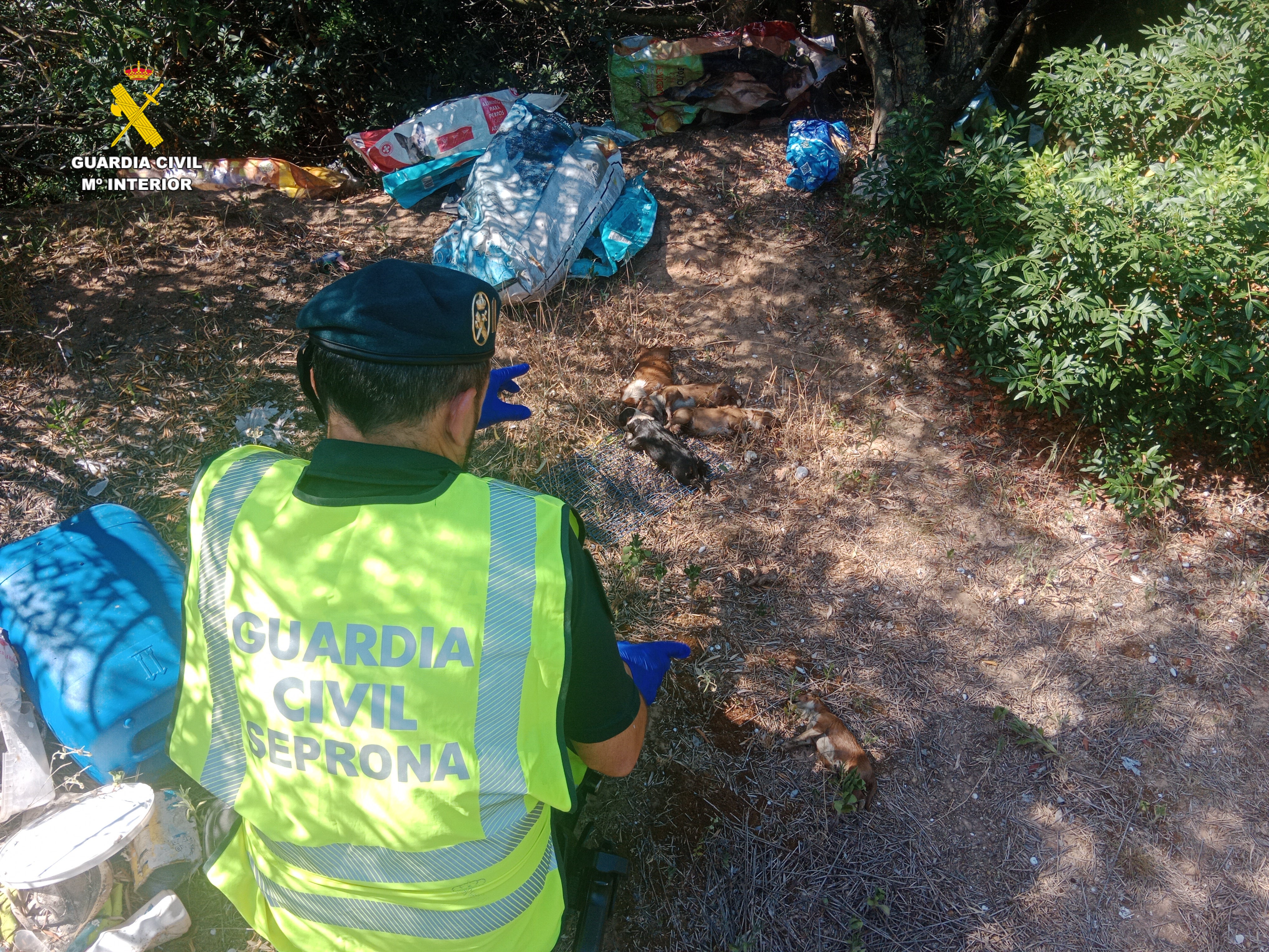 Detenido un hombre en Antella por la muerte de nueve cachorros de podenco abandonados en una bolsa al sol Detenido un hombre en Antella por la muerte de nueve cachorros de podenco abandonados en una bolsa al sol