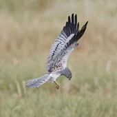 Aguilucho cenizo