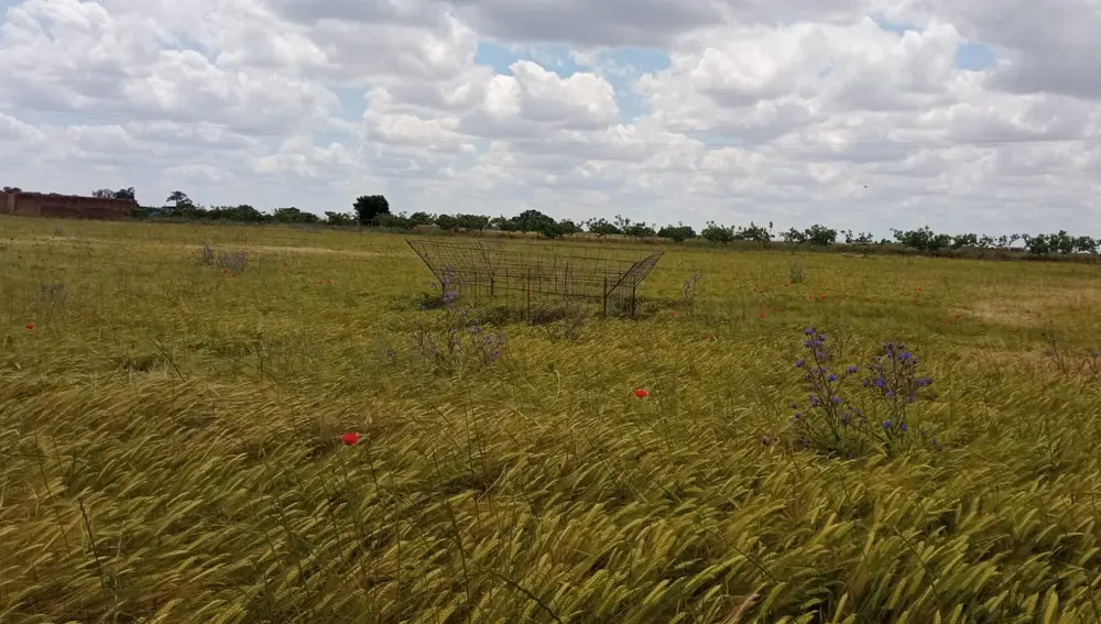 Cercones instalados en las siembras para proteger los nidos Cercones instalados en las siembras para proteger los nidos