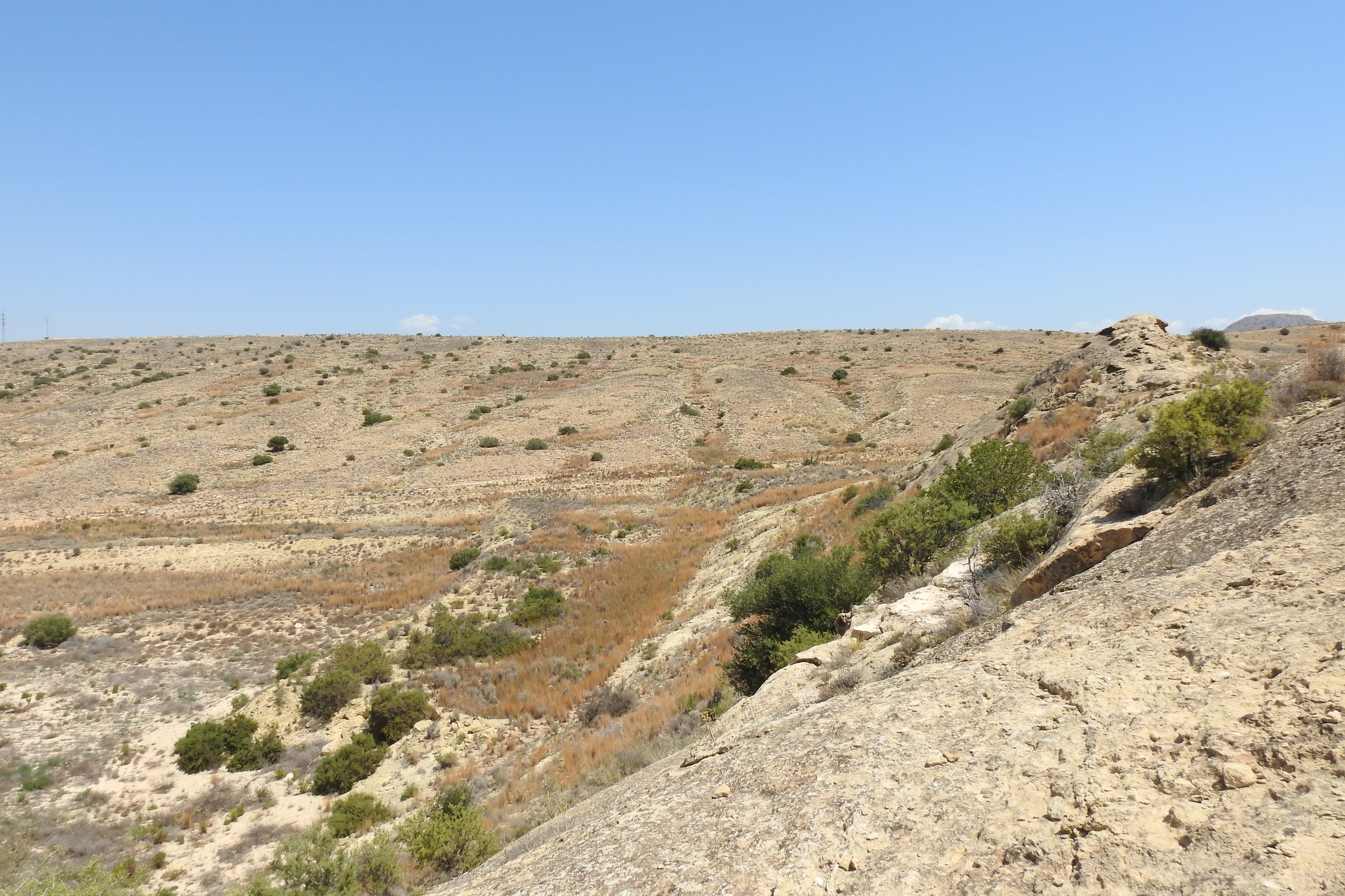 AHSA denuncia la transformación de 80 hectáreas de la Serra Llarga de Elche en área cultivable AHSA denuncia la transformación de 80 hectáreas de la Serra Llarga de Elche en área cultivable