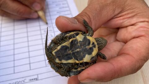 Acci&oacute; Ecologista-Agr&oacute; 