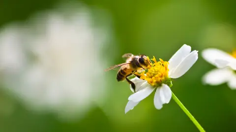 Una abeja posada sobre una flor Una abeja posada sobre una flor