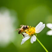 Una abeja posada sobre una flor Una abeja posada sobre una flor