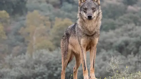 LOBO oclugo