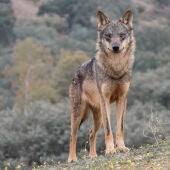 LOBO