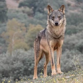 LOBO LOBO