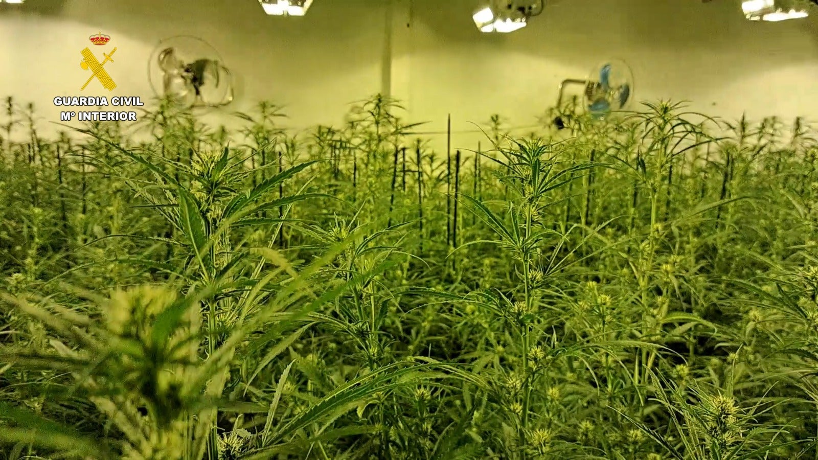 La Guardia Civil ha desmantelado cuatro laboratorios de marihuana y detenido a cuatro personas en Castellón y Sant Joan de Moró La Guardia Civil ha desmantelado cuatro laboratorios de marihuana y detenido a cuatro personas en Castellón y Sant Joan de Moró