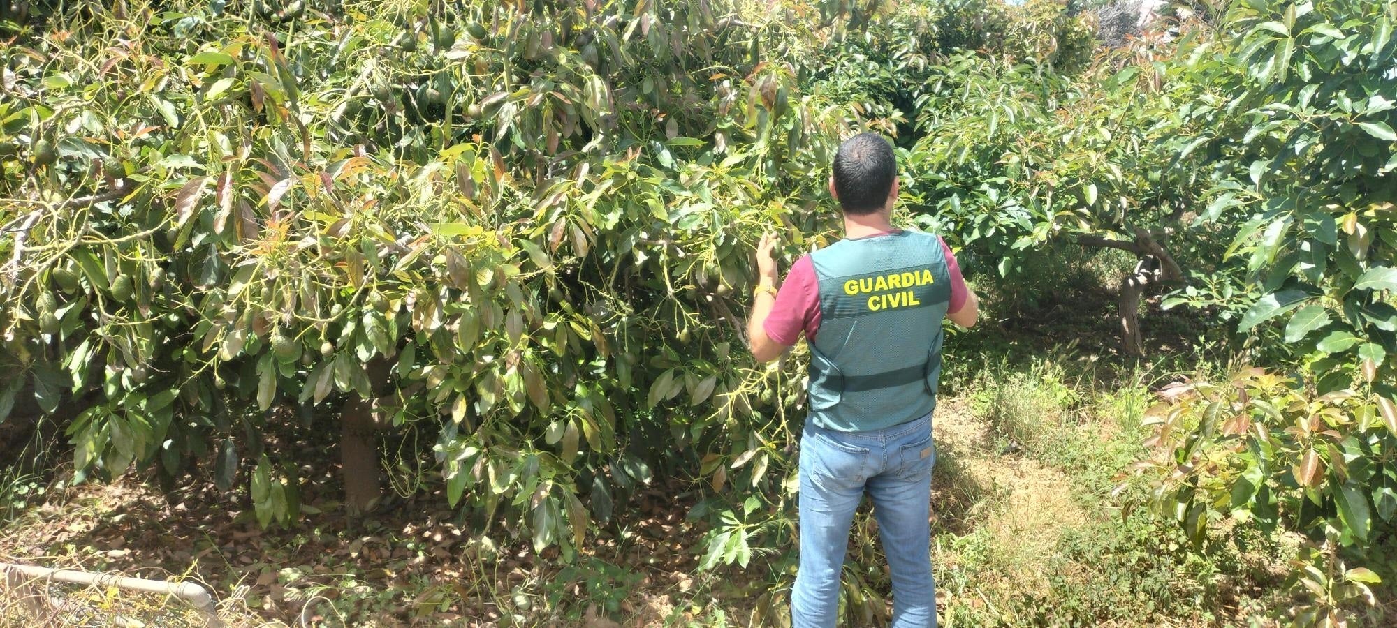 La Guardia Civil reactiva la investigación del crimen de Meco La Guardia Civil reactiva la investigación del crimen de Meco
