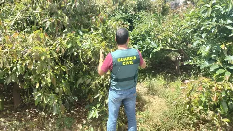 La Guardia Civil reactiva la investigación del crimen de Meco La Guardia Civil reactiva la investigación del crimen de Meco