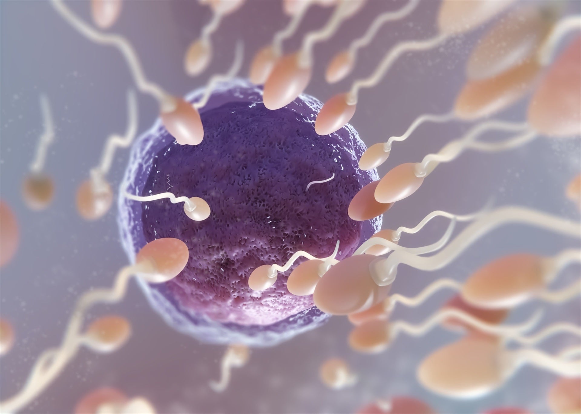 Descubierta una técnica de fecundación 'in vitro' que reduce la aparición de enfermedades mitocondriales Descubierta una técnica de fecundación 'in vitro' que reduce la aparición de enfermedades mitocondriales