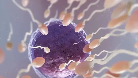 Descubierta una técnica de fecundación 'in vitro' que reduce la aparición de enfermedades mitocondriales Descubierta una técnica de fecundación 'in vitro' que reduce la aparición de enfermedades mitocondriales