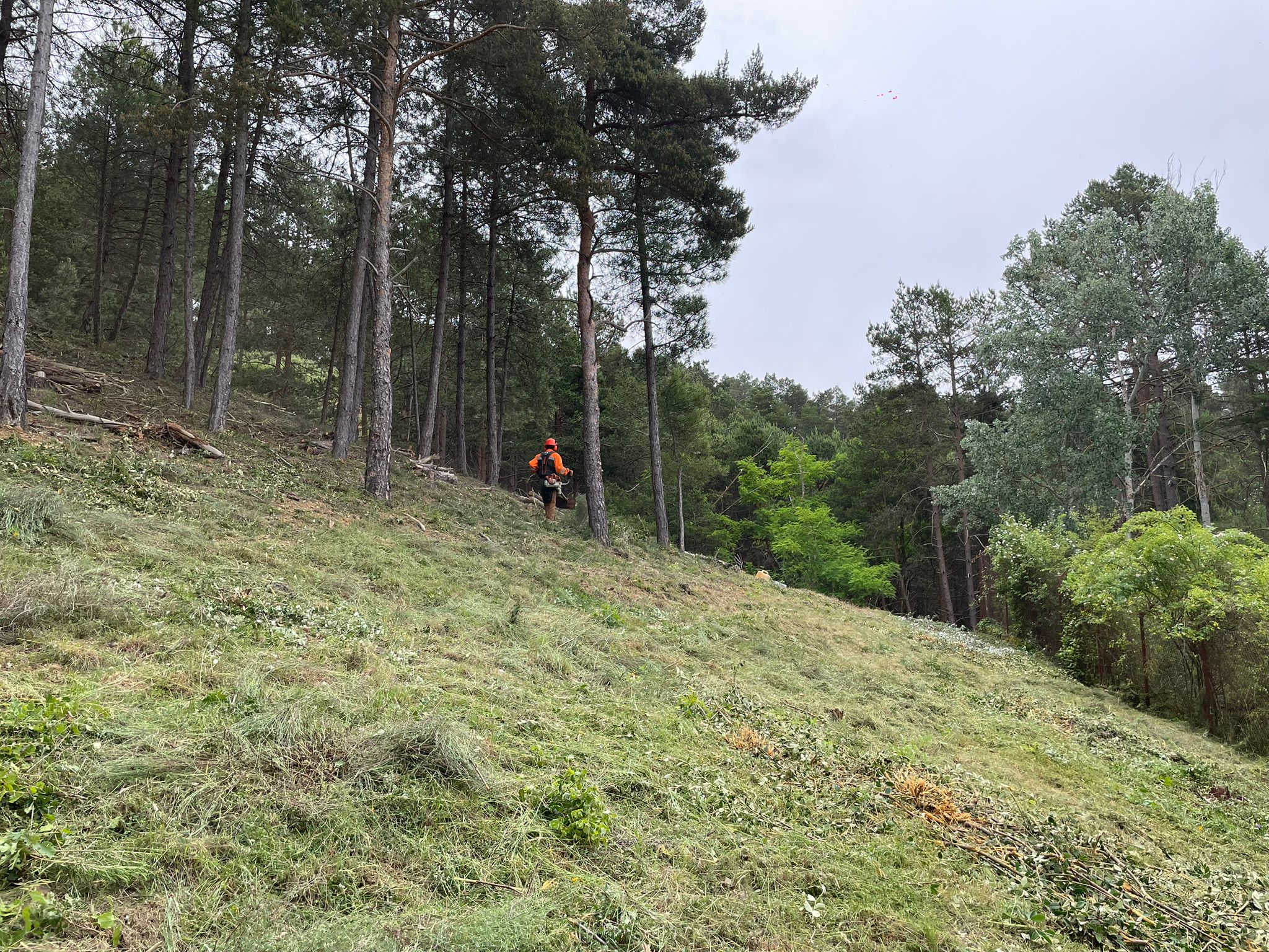 La CHD invierte cerca de 300.000€ en actuaciones de restauración y mejora del monte de Saldaña La CHD invierte cerca de 300.000€ en actuaciones de restauración y mejora del monte de Saldaña