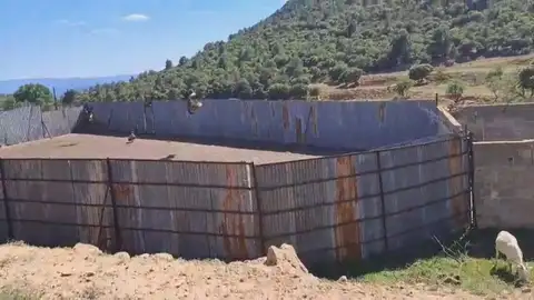 AVA-ASAJA alerta que los ataques de buitres al ganado se extienden de Castellón a Los Serranos AVA-ASAJA alerta que los ataques de buitres al ganado se extienden de Castellón a Los Serranos