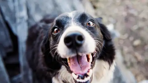 ¿Tu perro te lame la cara? Quizá no es lo que crees: ni te está besando, ni siempre es buena señal ¿Tu perro te lame la cara? Quizá no es lo que crees: ni te está besando, ni siempre es buena señal