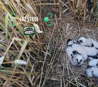 Luz verde 18/07/2025 Luz verde 18/07/2025