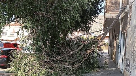 Rama del árbol que se ha roto en una calle de Petrer.