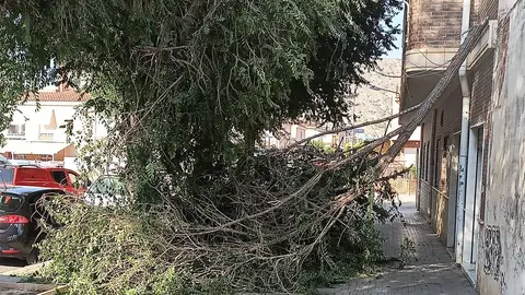 Rama del árbol que se ha roto en una calle de Petrer. Rama del árbol que se ha roto en una calle de Petrer.
