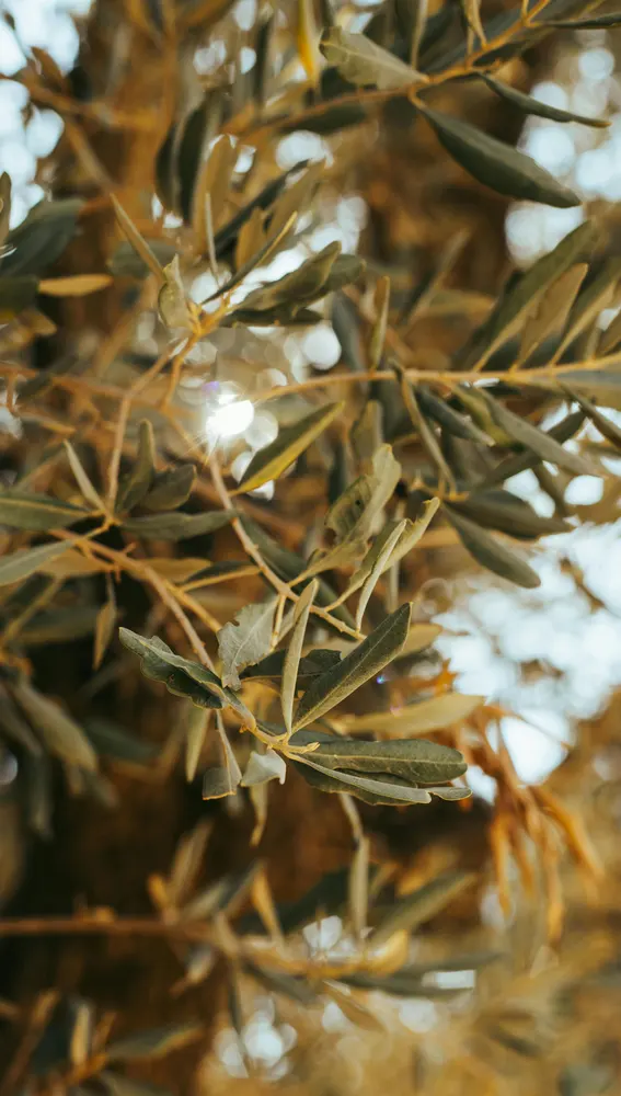Aceites de oliva - Cataluña Aceites de oliva - Cataluña