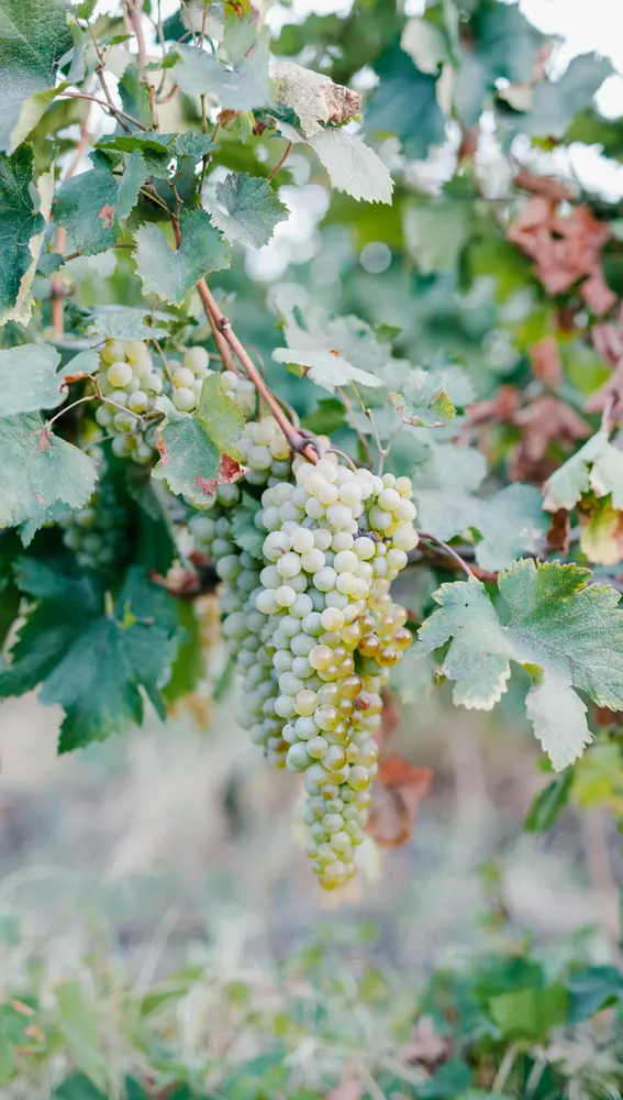 Viñedos del Penedés Viñedos del Penedés