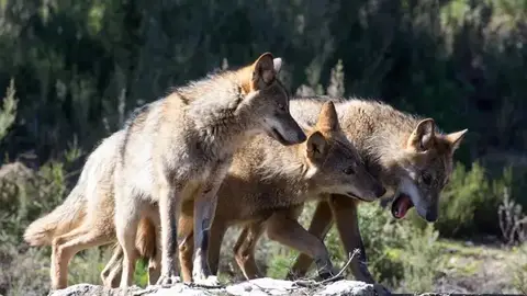 Lobos Lobos