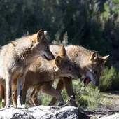 Lobos Lobos