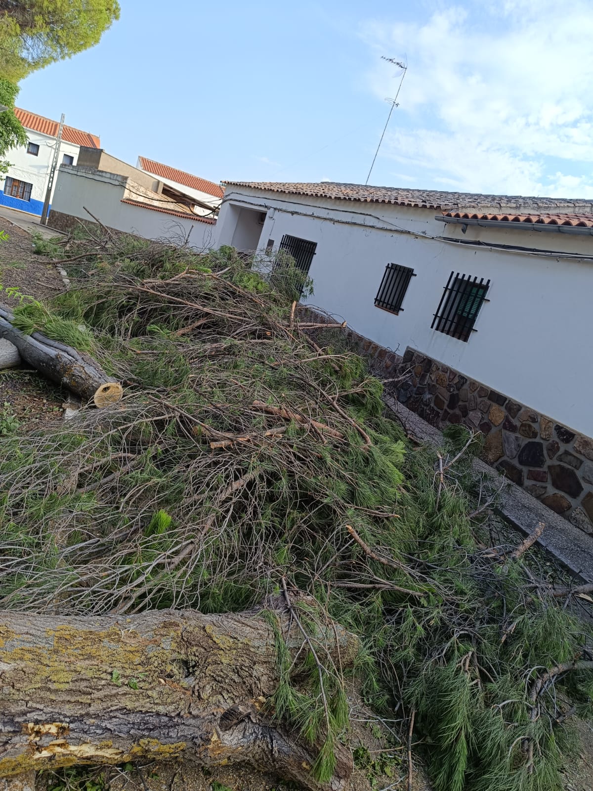 Ecologistas en Acción denuncia la tala indiscriminada de decenas de árboles en el Conjunto Histórico de Villalba de Calatrava Ecologistas en Acción denuncia la tala indiscriminada de decenas de árboles en el Conjunto Histórico de Villalba de Calatrava