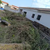 Tala de árboles en el Conjunto Histórico de Villalba de Calatrava Tala de árboles en el Conjunto Histórico de Villalba de Calatrava