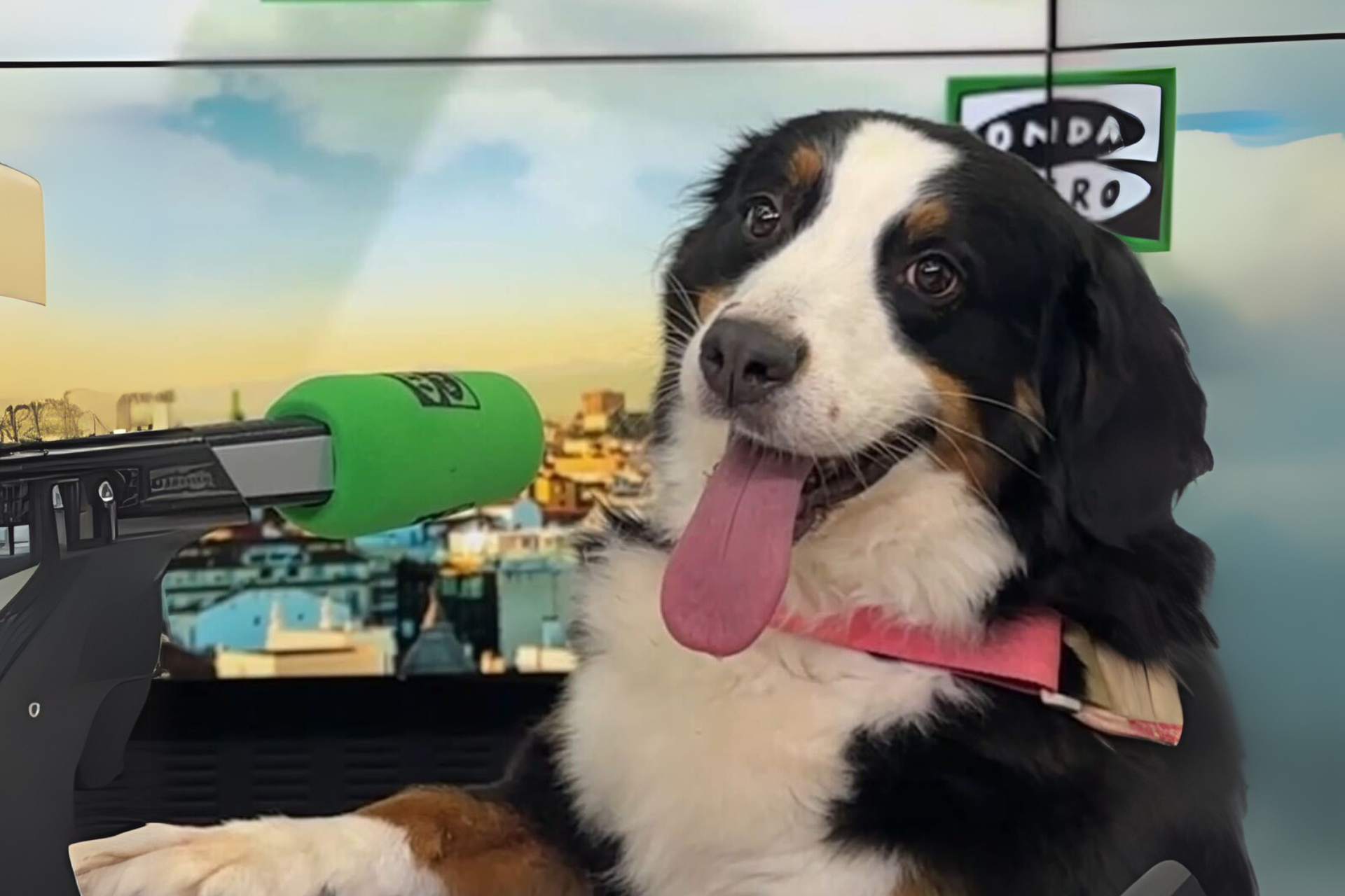 Día Mundial del Perro: origen, significado y cómo se celebra en el mundo Día Mundial del Perro: origen, significado y cómo se celebra en el mundo
