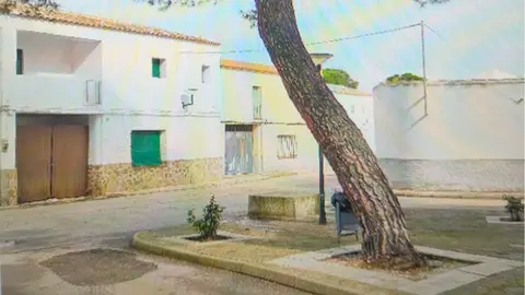 Uno de los árboles inclinados de Villalba de Calatrava Uno de los árboles inclinados de Villalba de Calatrava