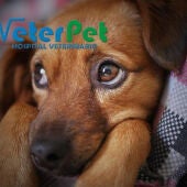 Hoy celebramos el Día Mundial del Perro y analizamos las causas, síntomas y terapias para tratar la depresión y los embarazos psicológicos