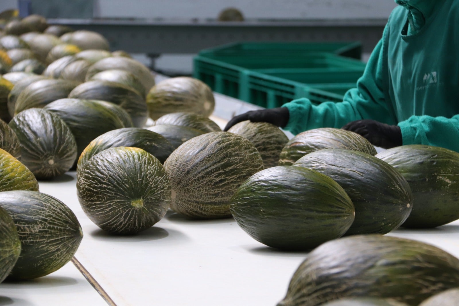 Comienzan a recogerse los primeros melones y sandías de la temporada en Castilla-La Mancha Comienzan a recogerse los primeros melones y sandías de la temporada en Castilla-La Mancha