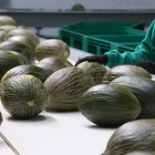 Comienzan a recogerse los primeros melones y sandías de la temporada Comienzan a recogerse los primeros melones y sandías de la temporada