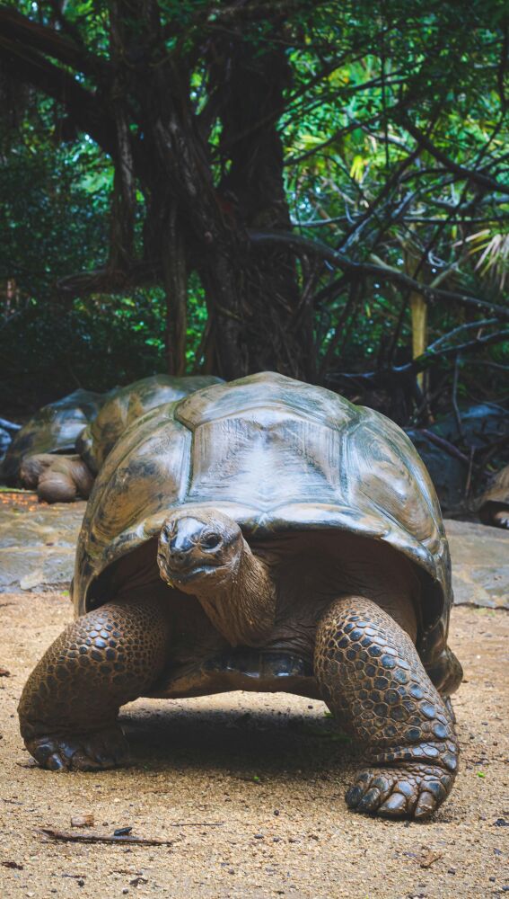 Tortugas gigantes