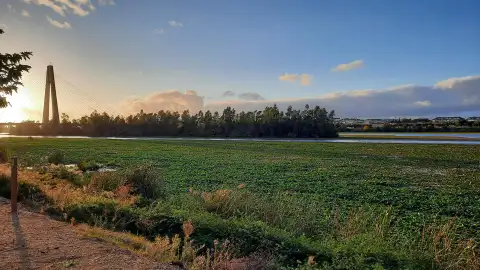 Quintana apunta que la obra para erradicar el nenúfar del Guadiana en Badajoz va a generar "muchos problemas" Quintana apunta que la obra para erradicar el nenúfar del Guadiana en Badajoz va a generar "muchos problemas"
