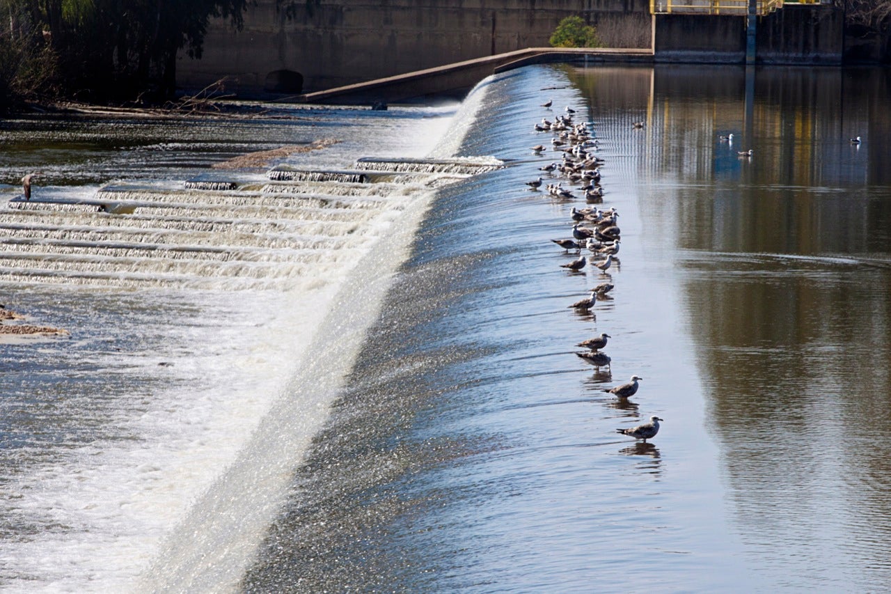 El Ayuntamiento de Badajoz advierte de problemas por la apertura de compuertas del azud en el Parque del Río El Ayuntamiento de Badajoz advierte de problemas por la apertura de compuertas del azud en el Parque del Río