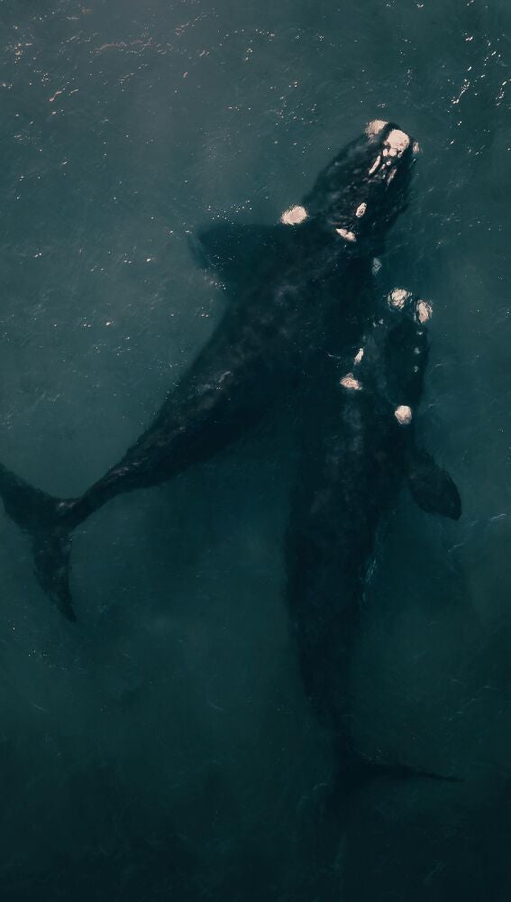 Migración de cetáceos